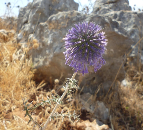 Image of Echinops adenocaulos by (c) Even Dankowicz, some rights reserved (CC BY)