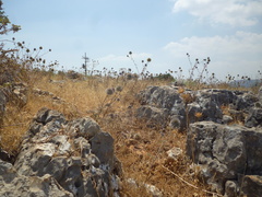 Echinops adenocaulos