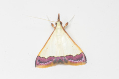 Odontiinae