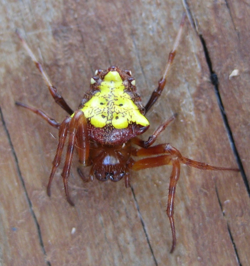 spyder orb
