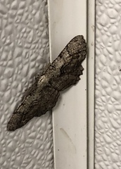 Cymatophora approximaria