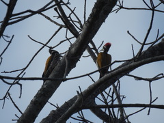 Chrysocolaptes guttacristatus