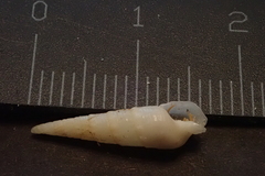 Terebridae
