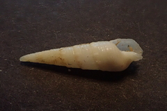 Terebridae