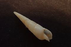 Terebridae