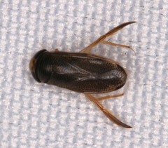 Tropocorixa