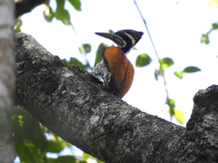 Chrysocolaptes guttacristatus