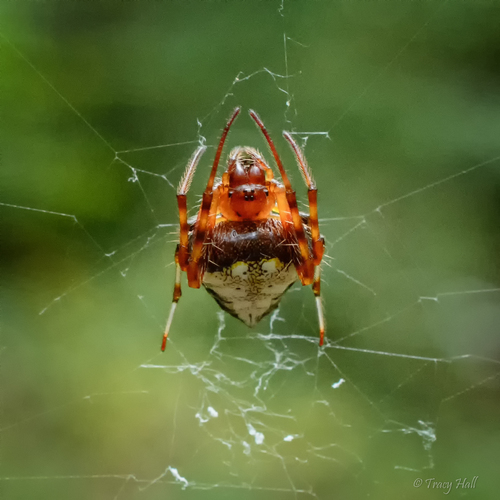 Arrowhead Orbweaver