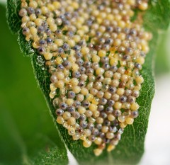 Pareuchaetes insulata