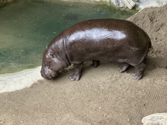 Hippopotamidae