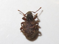 Otiorhynchus crataegi