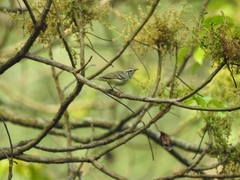 Phylloscopus reguloides