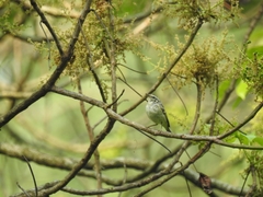 Phylloscopus reguloides