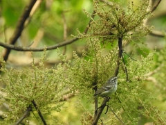 Phylloscopus reguloides