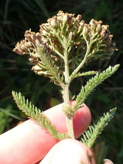 Achillea millefolium