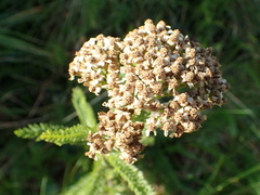 Achillea millefolium