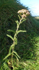 Achillea millefolium