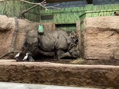 Rhinocerotidae
