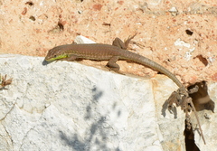Podarcis siculus