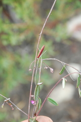 Indigofera potbergensis