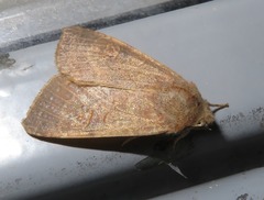 Xanthia ocellaris