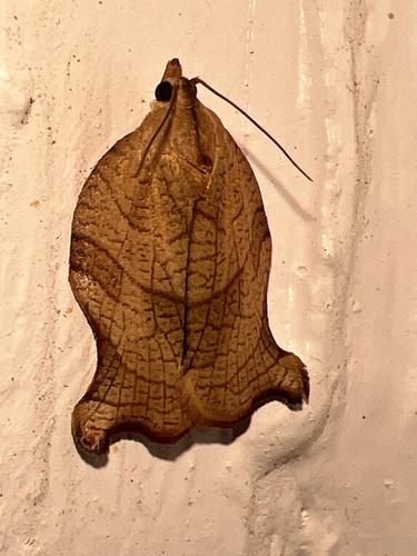 Omnivorous Archips photo 6