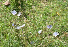 Cichorium intybus