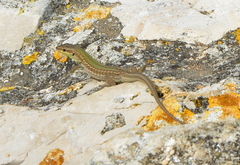 Podarcis siculus