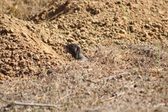 Spalacopus cyanus