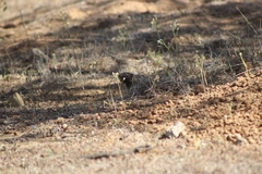 Spalacopus cyanus