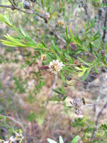 Asteromyrtus lysicephala observed 2025-07-13
