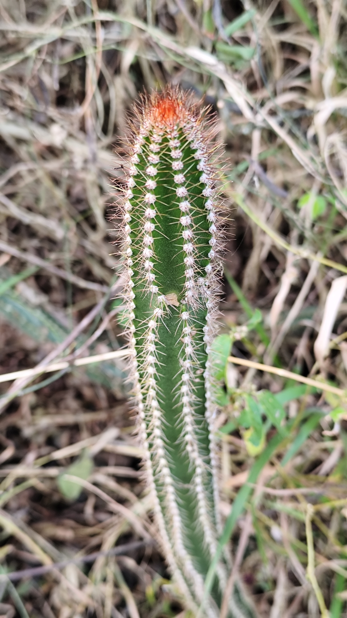 Brasilicereus phaeacanthus