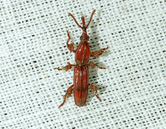 Trachelizini