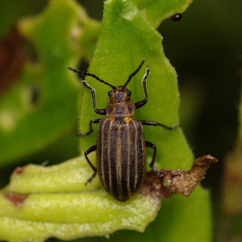 Skeletonizing leaf beetle photo 2