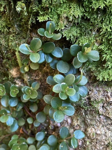 Peperomia catharinae, photograph 2