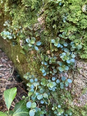 Peperomia catharinae, photograph Martin Coronel Varela, CC BY, iNaturalist via GBIF