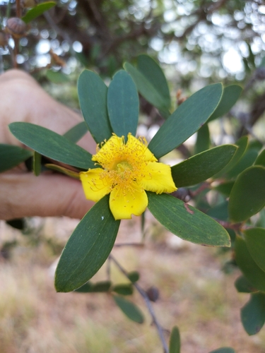 Neofabricia myrtifolia observed 2025-07-13