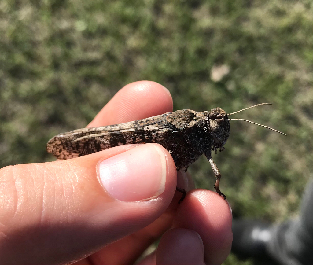 Angaracris barabensis from Ömnödelger, MN-HN, MN on July 5, 2025 at 06: ...