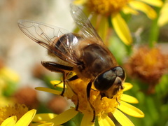 Eristalis tenax