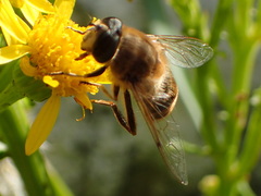 Eristalis tenax