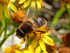 Eristalis tenax