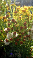 Asteraceae