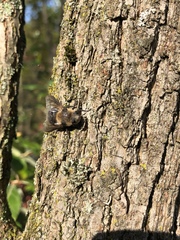 Cephenemyia