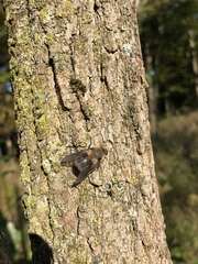 Cephenemyia
