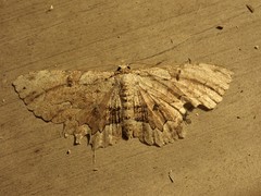 Gnophini