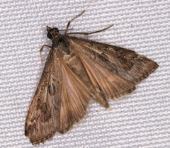 Nomophila corticalis