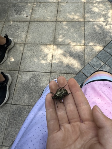 Oriental Flower Beetle