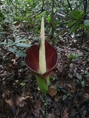 Amorphophallus hewittii