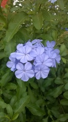 Plumbago auriculata