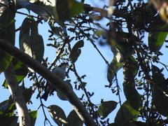 Ficedula westermanni